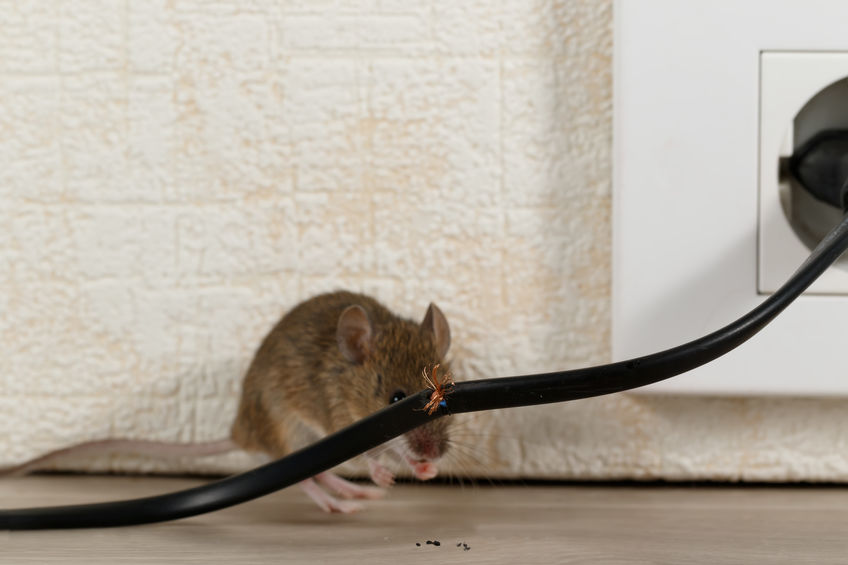 Where Do mice Like To Hide? | San Diego Mouse Control Experts