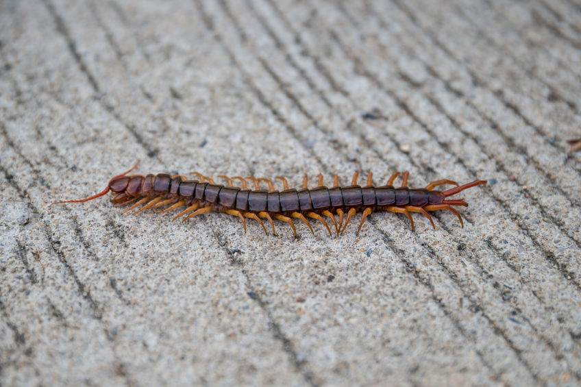 Everything San Diego Residents Should Know About The Massive Centipedes That Have Been Known To Inflict Venomous Bites