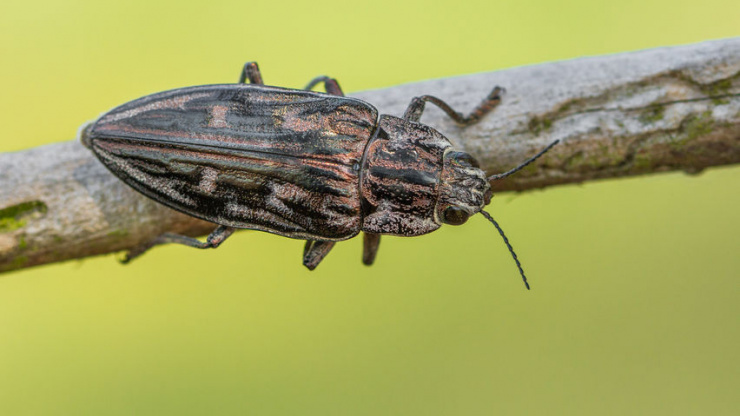 These Beetles Are A Bore!