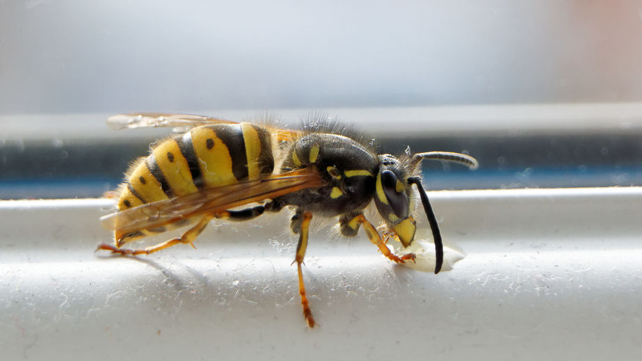 The Species Of Wasps You Are Likely To Encounter In The US