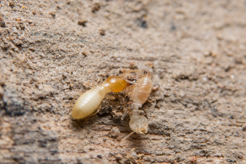 A Quick Look At The Life Cycle Of Termites