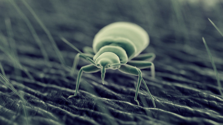 Prevent Bed Bugs From Crashing Your Travel Plans | Bed Bug Control Experts