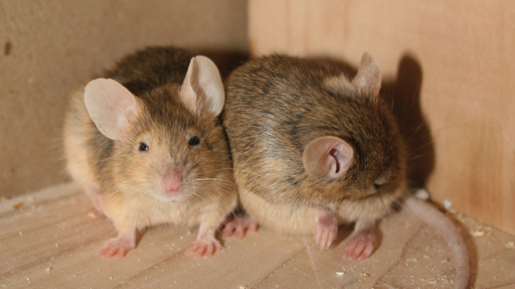 How to Get Mice Out of Your Garage?