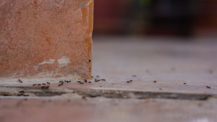 Which Ant Species Are The Most Unpleasant To Have In The Home?