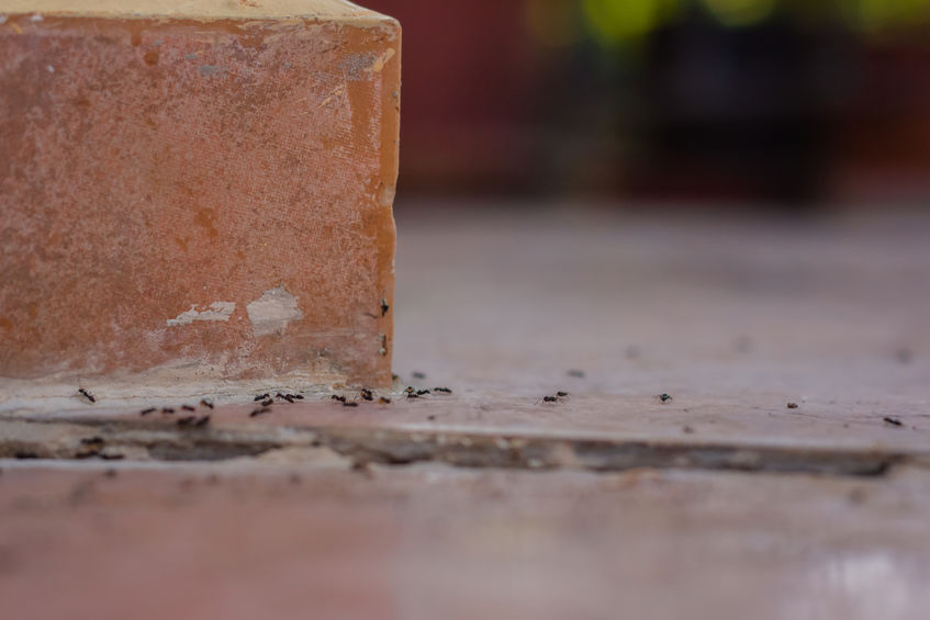 Which Ant Species Are The Most Unpleasant To Have In The Home?