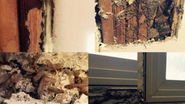 This Smell Can Alert You To A Possible Termite Infestation