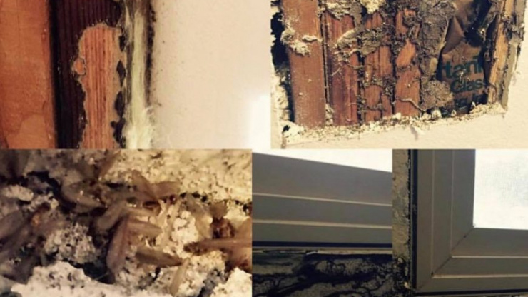 Tenting And Fumigating For Termites