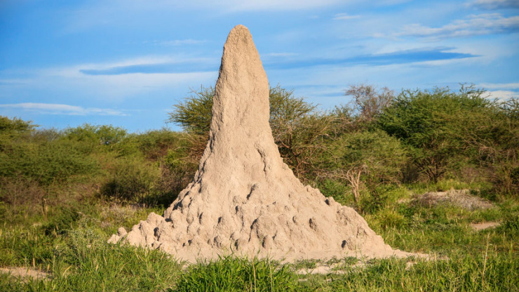 The Remarkable Mound Building Termites Of Southern Africa