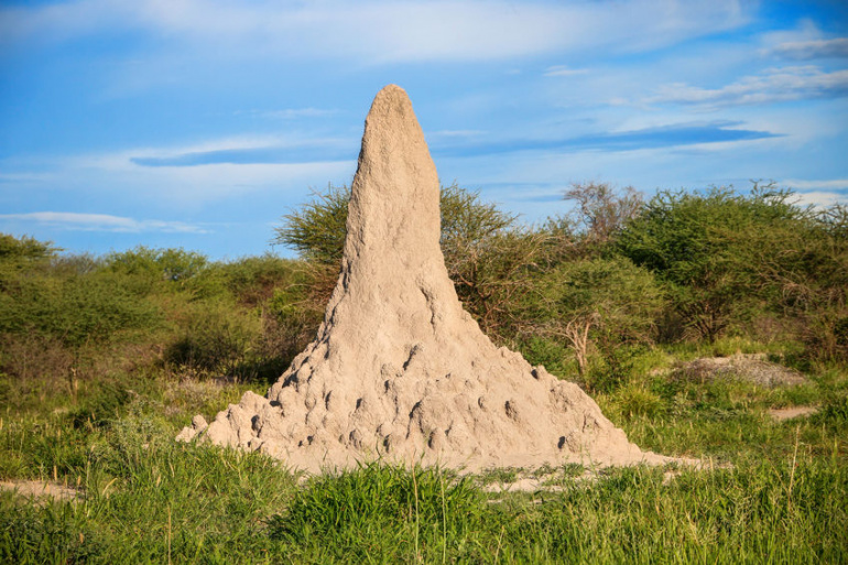 The Remarkable Mound Building Termites Of Southern Africa - Payne Pest ...