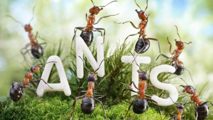 How Ant Infestations Are Prevented