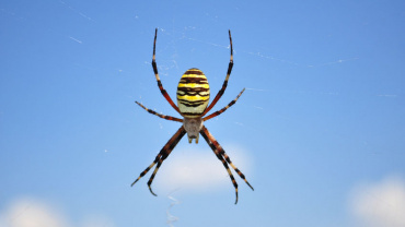 5 Fascinating and MUST-KNOW Spiders Facts