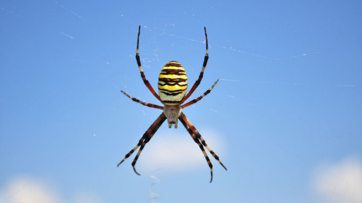 5 Fascinating and MUST-KNOW Spiders Facts
