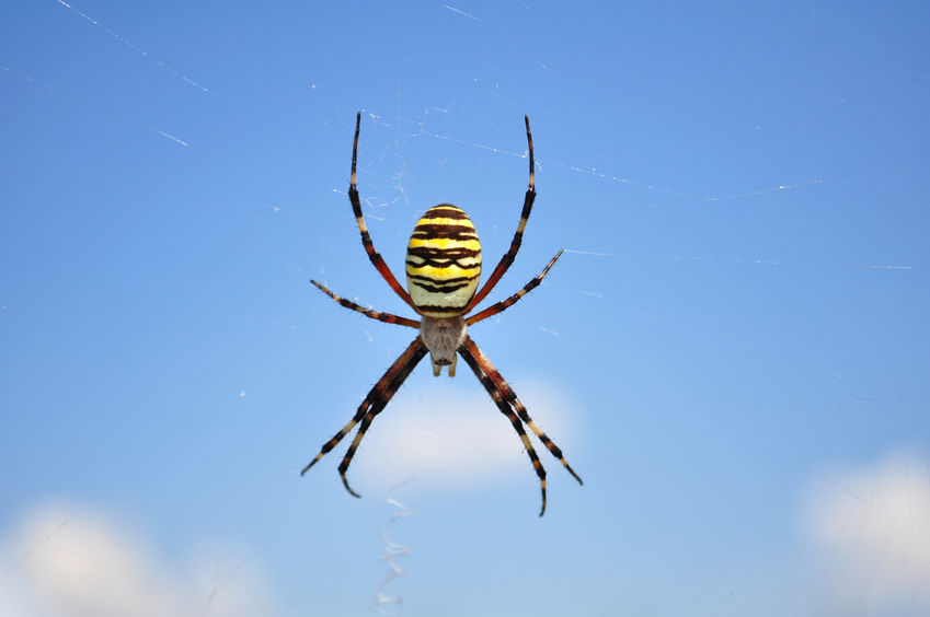 5 Fascinating and MUST-KNOW Spiders Facts