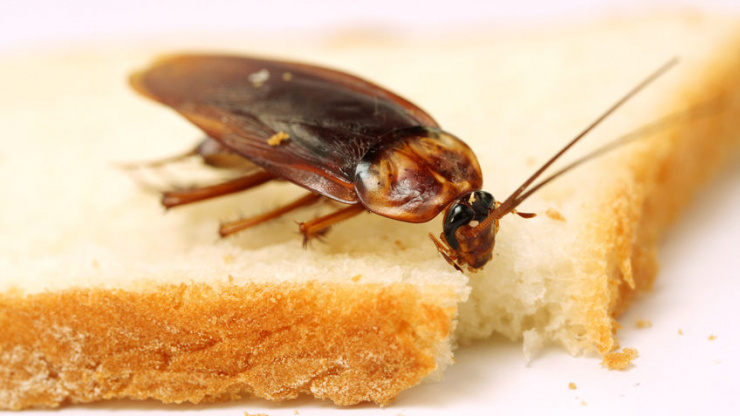 The Different Personalities Of Cockroaches