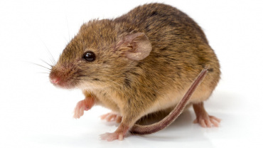 Mice & Hantavirus in California