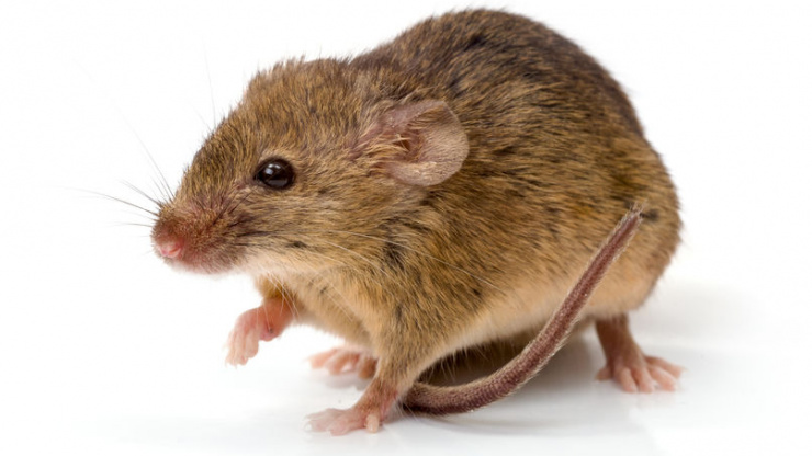 Mice & Hantavirus in California