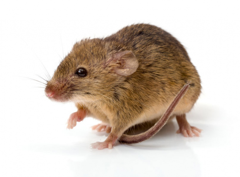 Mice & Hantavirus in California Pest Control San Diego