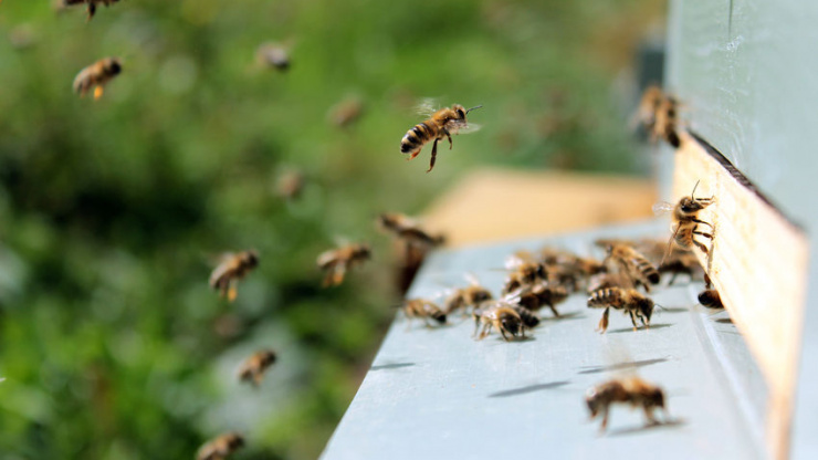 The “Beelectoral” Vote: How Bees Find a New Home