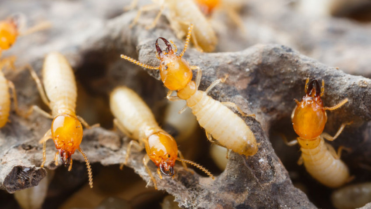 Top 5 Signs You Have A Termite Infestation