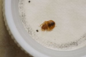 bed bugs on stuffed animals