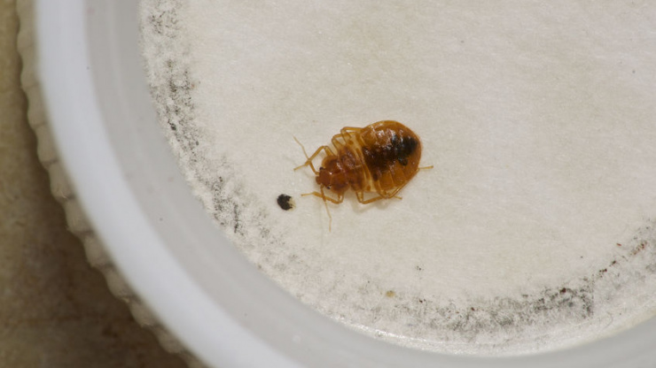 5 Strange Items That May Be Filled With Bed Bugs