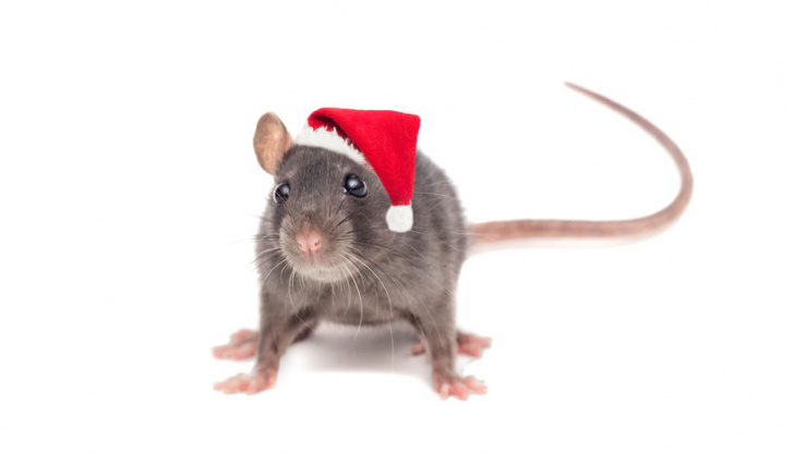 When Roof Rats Attack The Yard