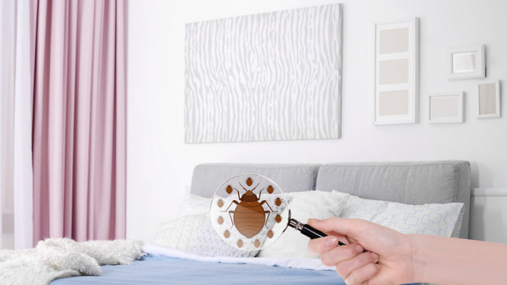 Why Are Bed Bugs So Hard To Kill?