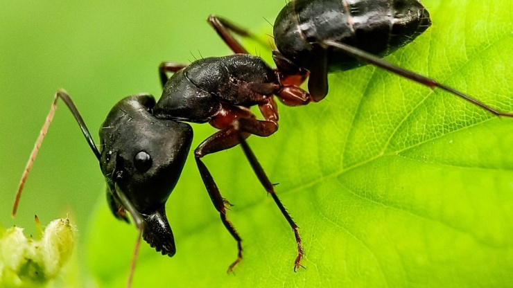 How To Protect Your Home Against Ant Infestations