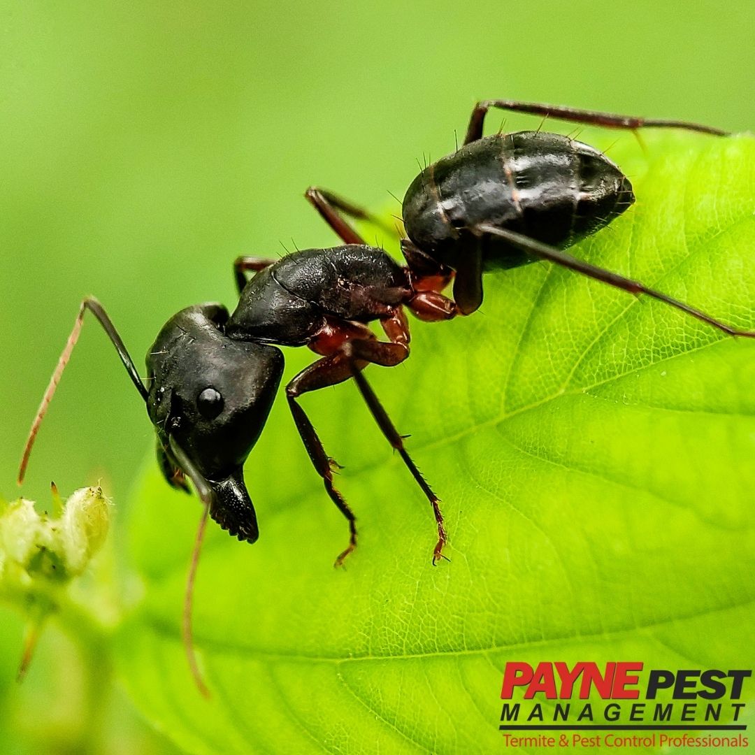 Payne Pest Management