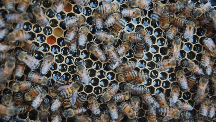 Why Do Bees Swarm in Spring?