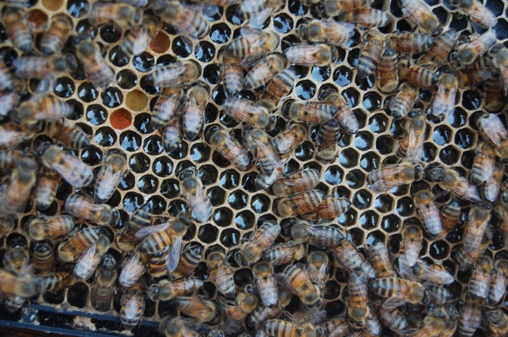 Why Do Bees Swarm in Spring?