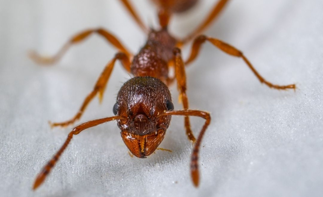 How To Kill Or Deter The Ants In Your Home Without Using Chemicals