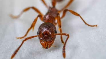 Can Ants Transmit Diseases? | Ant Control Experts