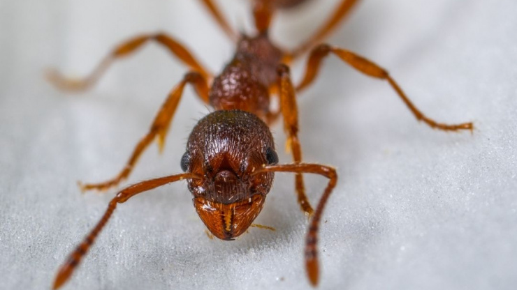 How To Kill Or Deter The Ants In Your Home Without Using Chemicals