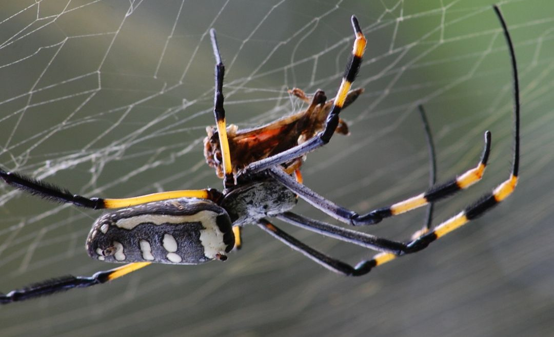 Keeping Spiders Outside This Christmas: Effective Strategies