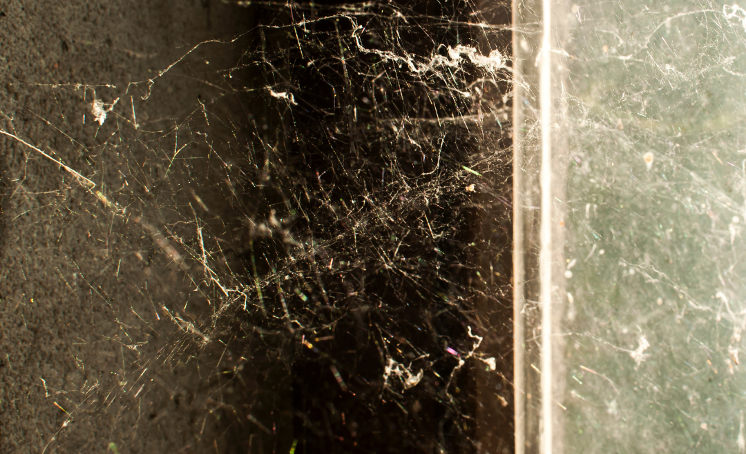 Tips and Tricks for Removing Spider Webs | Spider Control Experts