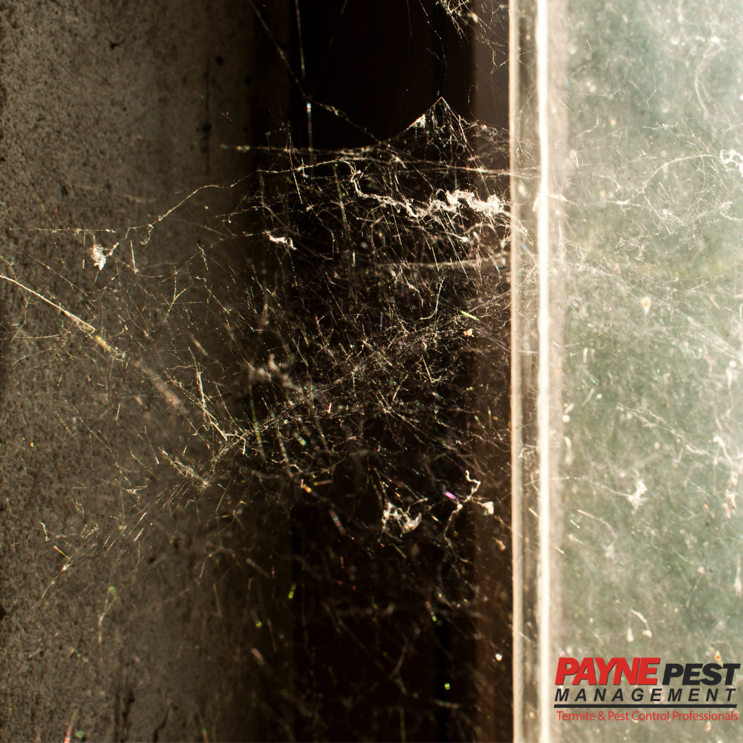 Tips and Tricks for Removing Spider webs paynepestmgmt