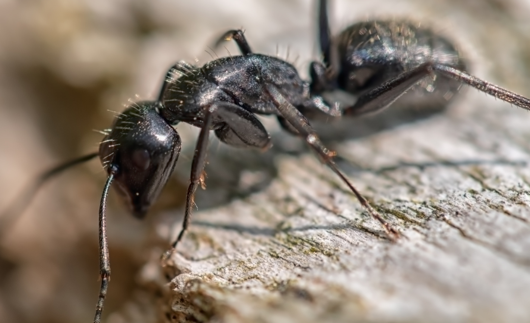 How Pros Remove Carpenter Ant Infestations
