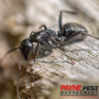 Summer Pest Prevention Tips: Keep Unwanted Guests at Bay