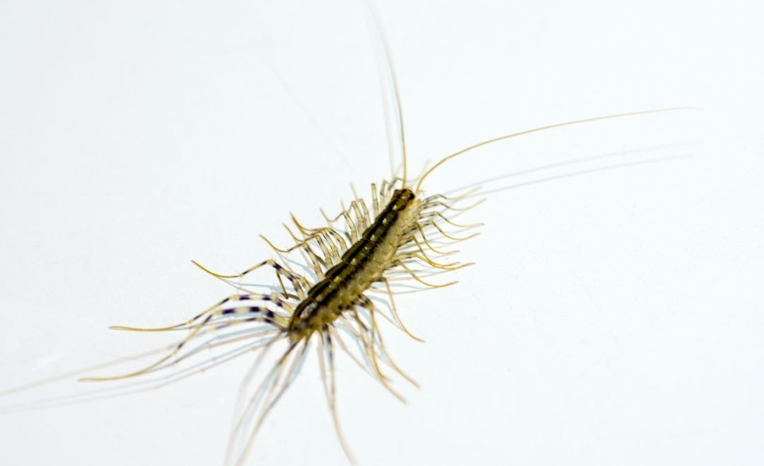 Read This Before You Squash A Centipede!