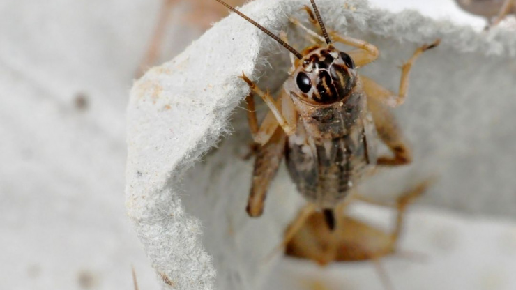 How To Identify House Crickets
