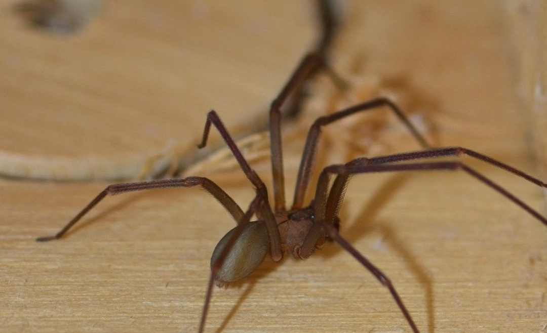 The Most Dangerous Spiders In North America