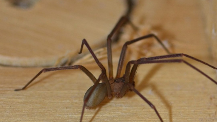 Spider Myths You Should Be Aware Of