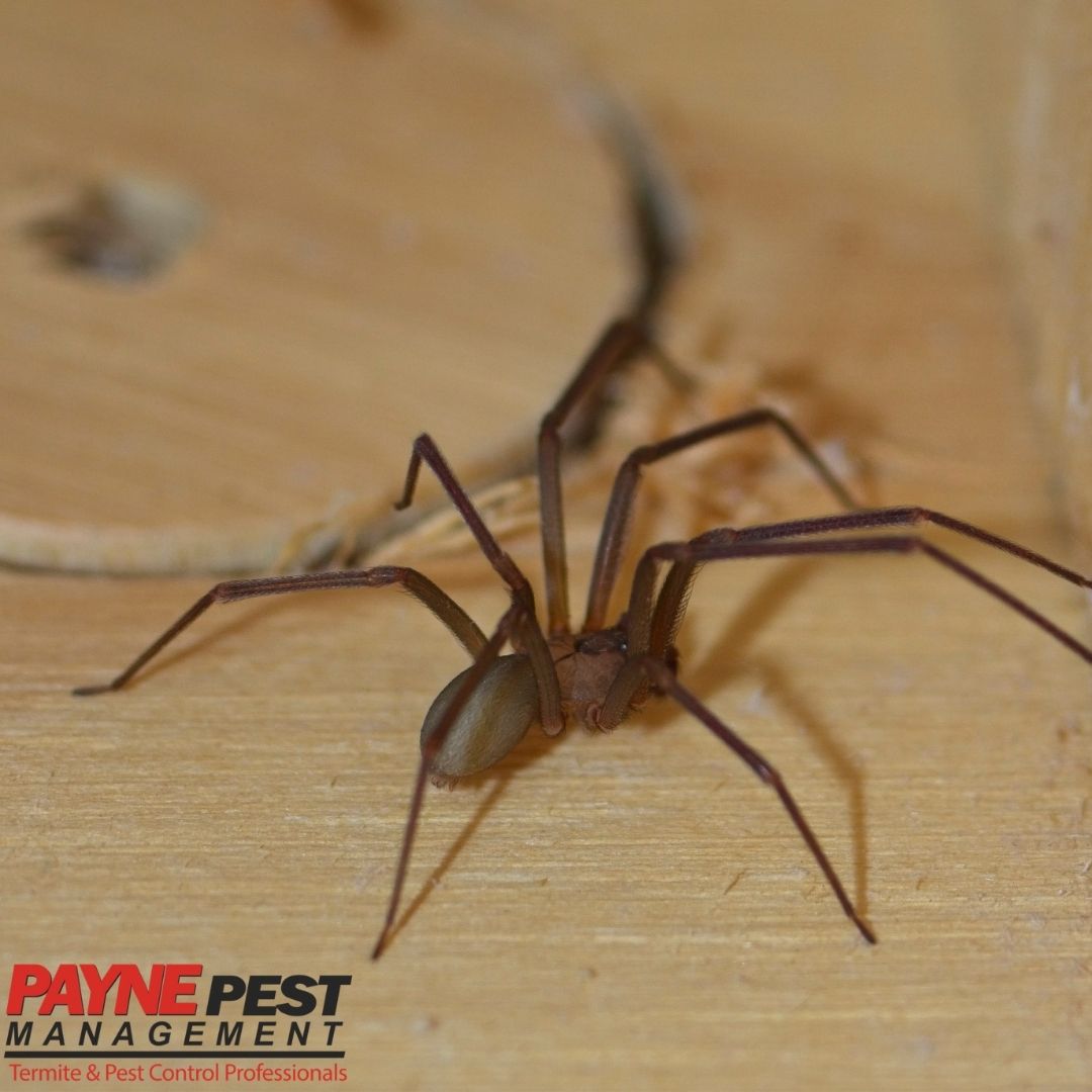 top 10 most poisonous spiders