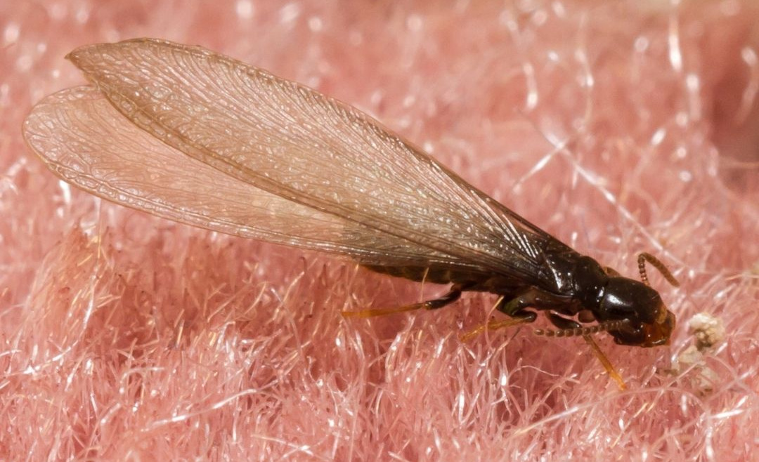 Flying Termites FAQ’S