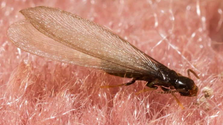 Flying Termites FAQ’S