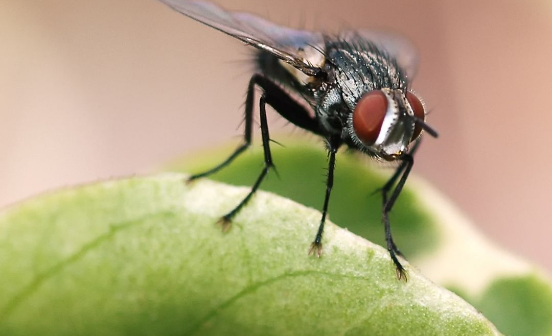 Natural Ways To Get Rid Of House Flies