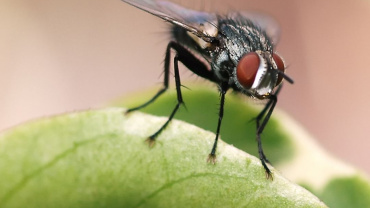 Natural Ways To Get Rid Of House Flies