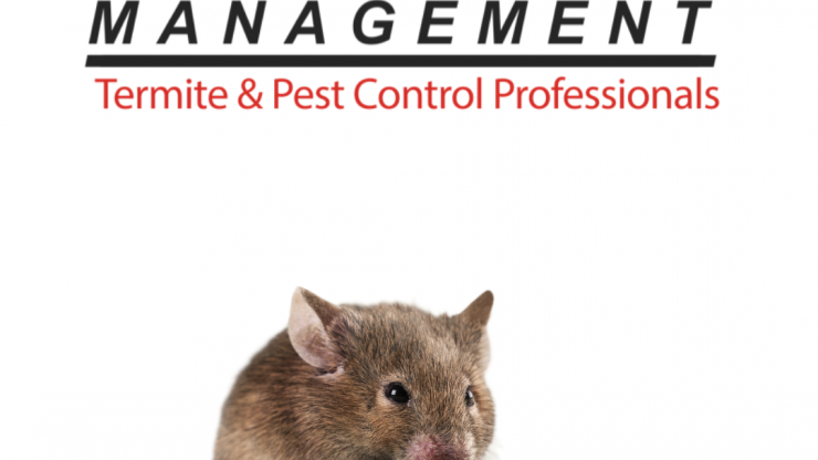 Mouse Activity Patterns