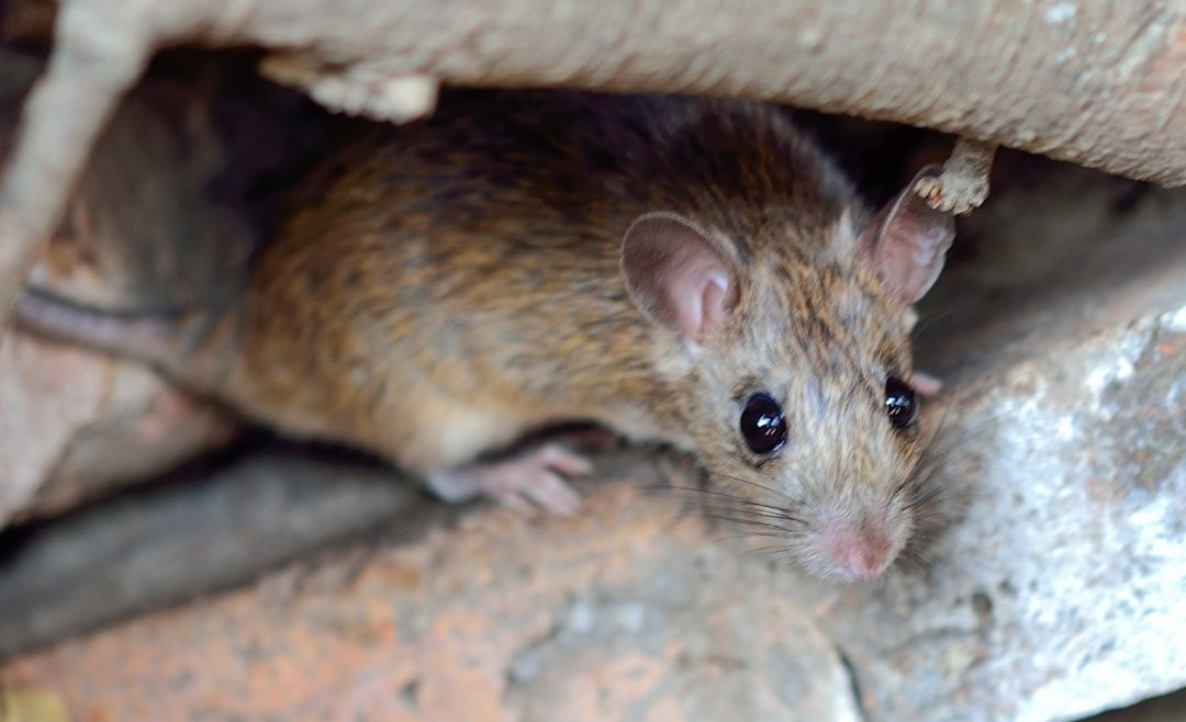 Getting A Rat Infestation Under Control